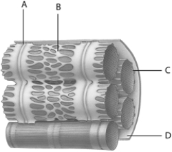 <strong> The structure indicated by the letter B above represents</strong> A) actin. B) myofibril. C) myosin. D) sarcoplasmic reticulum. E) muscle fiber.