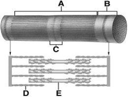 indicates an actin filament.