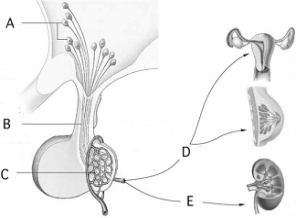 <strong> Use the figure above to answer the following questions. The synthesis site for the hormones of this figure is indicated by</strong> A) A. B) B. C) C. D) D. E) E.
