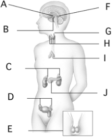 pituitary gland