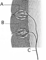 <strong> Use the figure above to answer the following questions. A taste bud is indicated by</strong> A) A. B) B. C) C. D) A and B. E) none of these; they are olfactory receptors.