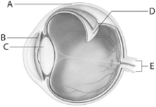 <strong> Use the figure above to answer the following questions. The sclera is indicated by</strong> A) A. B) B. C) C. D) D. E) E.