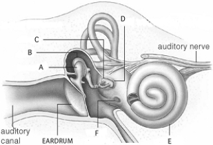 <strong> Use the figure above to answer the following questions. Bones that amplify sound reaching the eardrum are indicated by</strong> A) A and B. B) A, B, and C. C) B and C. D) C and D. E) none of these.