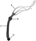 <strong> The two major divisions of the vertebrate nervous system are the</strong> A) autonomic and peripheral systems. B) sympathetic and parasympathetic systems. C) cranial and spinal nerves. D) central and peripheral nervous systems. E) brain and spinal cord.