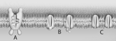 <strong> What happens first following a neuron stimulation?</strong> A) Sodium ions enter the cell. B) Sodium ions leave the cell. C) Potassium ions enter the cell. D) Potassium ions leave the cell. E) Potassium ions are involved in positive feedback.