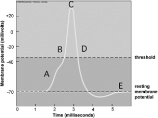 <strong> Use the figure above to answer the following questions. The portion(s) of an action potential where the sodium gates are open is(are) indicated by</strong> A) A. B) B. C) C. D) D. E) A and B.
