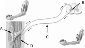 <strong> Use the figure above showing a reflex arc to answer the following questions. A region where neurotransmitter molecules stimulate a neuron is indicated by</strong> A) A. B) B. C) C. D) D. E) none of these.