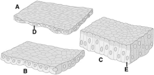 <strong> The following questions refer to the figure above of epithelial tissues. This tissue is found in the gut.</strong> A) A B) B C) C D) D E) E
