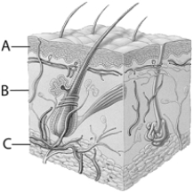 <strong> The letter A in the above figure is</strong> A) the epidermis. B) the sweat gland. C) the dermis. D) the hypodermis. E) none of the above.