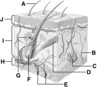 oil gland