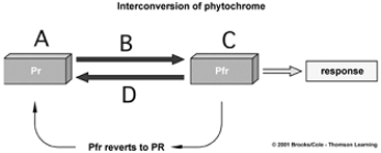 <strong> Use the figure above to answer the following questions. The effect of red light on phytochrome is indicated by</strong> A) A. B) B. C) C. D) D. E) none of these.