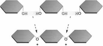 <strong> Oligosaccharides include</strong> A) sucrose. B) glucose. C) fructose. D) lactose E) both sucrose and lactose.