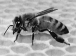 <strong> In the figure above, the honeycomb on which the bee is standing is made up primarily of which of the following:</strong> A) carbohydrates B) nucleotides C) proteins D) lipids E) amino acids