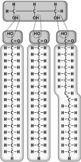 <strong> Cholesterol</strong> A) has a rigid backbone of four carbon rings. B) is the most common steroid in animal tissue. C) is a lipid without a fatty-acid component. D) is needed to produce sexual development and maturity. E) is all of these.