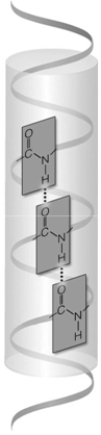 <strong> The figure above illustrates one possible ____ structure of ____.</strong> A) primary; proteins B) primary; carbohydrates C) primary; lipids D) secondary; proteins E) tertiary; proteins