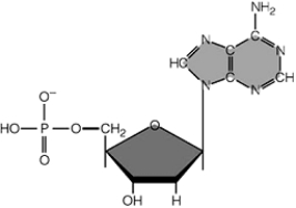 <strong> The figure above illustrates a(n)</strong> A) FAD coenzyme. B) cytosine nucleotide. C) thymine nucleotide. D) ATP molecule. E) adenine nucleotide.