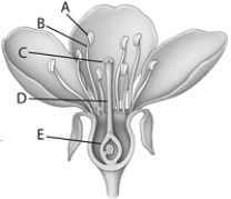 <strong> Use the figure above to answer the following questions. The letter A in the above figure represents the</strong> A) style. B) ovary. C) stigma. D) anther. E) filament.