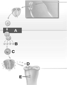 <strong> The following questions refer to the figure above. The mature male gametophyte is indicated by</strong> A) A. B) B. C) C. D) D. E) E.