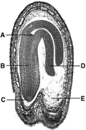 <strong> The following questions refer to the figure above of a Capsella seed. Vegetative propagation means that</strong> A) part of a leaf, a stem, or a root, when torn away from the parent plant and planted under proper conditions, can develop into a new plant. B) a plant cannot reproduce by forming flowers, fruits, and seeds. C) the leafy part of the gametophyte can grow into a new plant if planted. D) flowers and fruits from one plant can be grafted onto another closely related plant to produce hybrids. E) all of these descriptions fit.