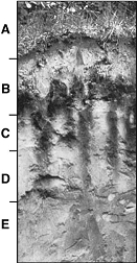 <strong> The following questions refer to the figure above illustrating soil horizons.NOTE: The labels are not the actual names of the soil horizons. All of the following statements are true concerning mycorrhizae EXCEPT that</strong> A) the fungus may penetrate into root cells. B) mycorrhizae increase the surface area for absorption. C) roots obtain minerals from the fungus. D) the fungus provides the plant with nitrogen-rich compounds. E) it is a mutualistic symbiosis.