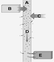 <strong> The following questions refer to the figure above illustrating transport in phloem. Bulk flow of organic compounds is indicated by</strong> A) A. B) B. C) C. D) D. E) E.