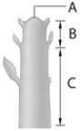 <strong> The letter A in the above figure represents</strong> A) ground tissue. B) dermal tissue. C) vascular tissue. D) apical meristem. E) shoot root combination.