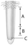 <strong> The letter C in the figure above represents</strong> A) root apical meristem. B) dermal tissue. C) vascular tissue. D) ground tissues. E) ground, dermal, and vascular tissues.