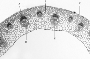 <strong> Use the figure above to answer the following questions. The letter B in the above figure represents</strong> A) sclerenchyma fibers. B) parenchyma. C) xylem. D) epidermis. E) phloem.