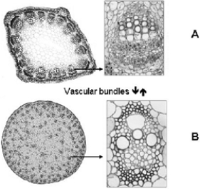 <strong> Use the figure above for the following questions. The figure labeled B shows a cross-section through a ____ and a vascular bundle.</strong> A) monocot stem B) eudicot stem C) monocot root D) eudicot root E) none of these