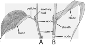 <strong> Which of the following gives rise to lateral roots?</strong> A) endodermis B) cortex C) epidermis D) pericycle E) pith