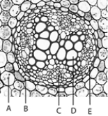 <strong> Use the figure above to answer the following questions. The letter A in the above figure represents</strong> A) pericycle B) endodermis C) primary xylem D) root cortex E) primary phloem