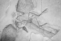 <strong> Which of the following is NOT a feature that is found exclusively among all vertebrates?</strong> A) notochord B) pharyngeal gill slits C) four legs D) post-anal tail E) dorsal nerve cord