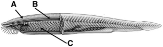 <strong> Use the illustration above to answer the following questions. Which structure is a rod of stiffened support tissue?</strong> A) A B) B C) C D) A and B E) none of these