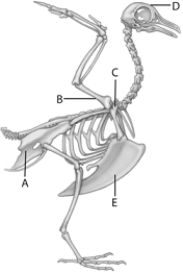 <strong> The following questions refer to the figure above. The letter A in the above figure represents</strong> A) humerus B) pectoral girdle C) skull D) sternum E) pelvic girdle