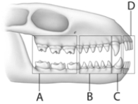 <strong> Use the figure above to answer the following questions. The letter A in the above figure represents which teeth?</strong> A) incisors B) molars C) canines D) premolars E) none of these