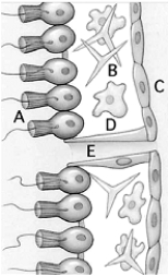 <strong> Use the figure above to answer the following questions.It shows a longitudinal section of a sponge body wall.The sponge interior is on the left. Nematocysts are used for</strong> A) reproduction. B) excretion. C) muscle action. D) circulation. E) defense.