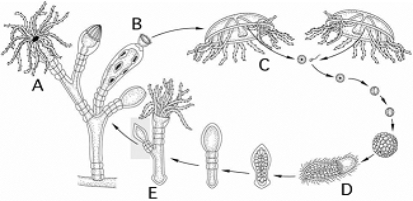 <strong> Use the figure above to answer the following questions. A feeding individual in the mature colony is indicated by</strong> A) A. B) B. C) C. D) D. E) E.