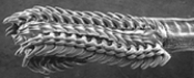 <strong> The figure above represents</strong> A) a cephalopod beak. B) a aquatic snail's tongue. C) a bivalve penis. D) a squid claw. E) none of these.