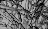<strong>  The above photomicrograph is of</strong> A) mycelium. B) protistans. C) mycorrhizae. D) stolons. E) rhizoids. <div style=padding-top: 35px> 
