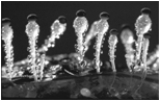 <strong>  The above figure represents a fungus known as ____.</strong> A) Puccinia. B) Rhizopus. C) Agaricus. D) Pilobolus. E) Amanita. <div style=padding-top: 35px> 
