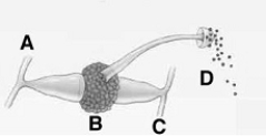 <strong>  The following questions refer to the figure above. The life cycle of a zygomycete differs markedly from that of animals because in this fungus</strong> A) a sexual stage is absent. B) mitosis occurs in the haploid growth stage. C) there is no fusion of nuclei. D) meiosis occurs to produce the haploid growth stage. E) a diploid stage is absent. <div style=padding-top: 35px> 