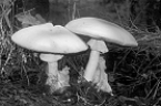 <strong>  The above figure is of one of the most poisonous mushrooms.Which of the following is true?</strong> A) It is a club fungus. B) It is called death cap. C) It is often mistaken for a puffball. D) It kills by causing liver and kidney failure. E) All of these are true. <div style=padding-top: 35px> 