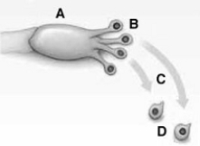 <strong>  The following questions refer to the figure above. The figure illustrates a portion of the life cycle of a(n)</strong> A) zygomycete. B) ascomycete. C) basidiomycete. D) glomeromycete. E) lichen. <div style=padding-top: 35px> 