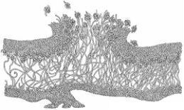 <strong>  Mycorrhizae are</strong> A) the small roots in the root systems of trees. B) endosymbiotic bacteria associated with plant roots. C) fungus and root mutualistic associations. D) parasitic fungal infections of tree roots. E) endosymbiotic fungal cells associated with leaves. <div style=padding-top: 35px> 
