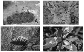 <strong> The following questions refer to the figure above. Which of the photographs in the above figure represents the bryophyte?</strong> A) moss B) fern C) conifer D) monocot E) all of these
