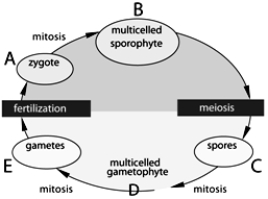 <strong> The following questions refer to the figure above. In the above figure, which of the following would have a haploid number of chromosomes?</strong> A) A B) B C) C D) D E) C and D