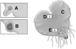 <strong> The following questions refer to the figure above. The entire structure indicated by C is a ____ gametophyte.</strong> A) moss B) liverwort C) hornwort D) fern E) gymnosperm
