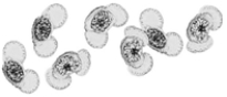 <strong> The above figure represents</strong> A) petunia eggs. B) pine pollen. C) pansy spores. D) petal fragments. E) poppy seeds.