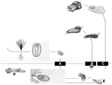 <strong> The following questions refer to the figure above of the life cycle of a pine. The male gametophyte is indicated by</strong> A) A. B) B. C) C. D) D. E) E.