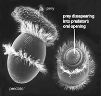<strong> What feature is common to all the alveolates?</strong> A) heterotrophy B) lung-like sacs used for respiration C) bioluminescence D) complex life cycle with two hosts E) membrane-bound sacs beneath the plasma membrane